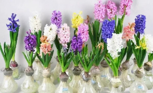 风信子花语及代表意义