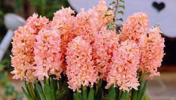 风信子花语及代表意义