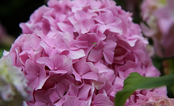 蓝色绣球花花语象征与寓意是什么