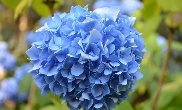 蓝色绣球花花语象征与寓意是什么