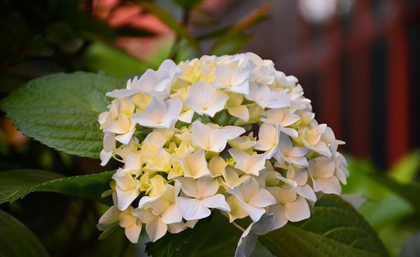 蓝色绣球花花语象征与寓意是什么