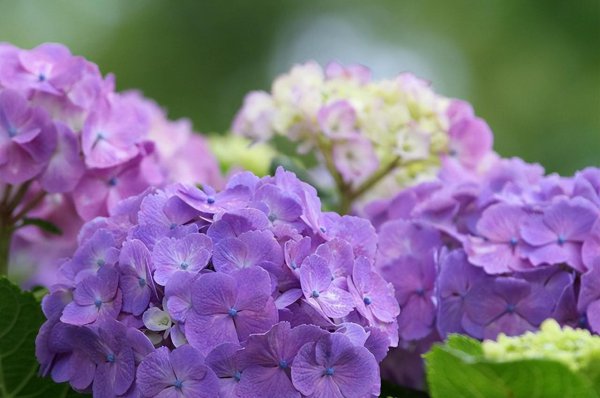 蓝色绣球花花语象征与寓意是什么