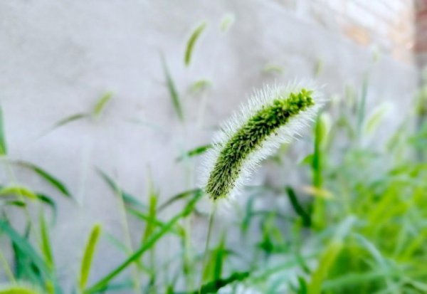 狗尾巴草的寓意是啥
