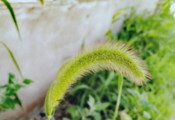 狗尾巴草的寓意是啥