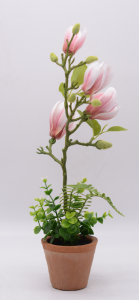 玉兰花语和象征是什么 了解玉兰花代表的意义