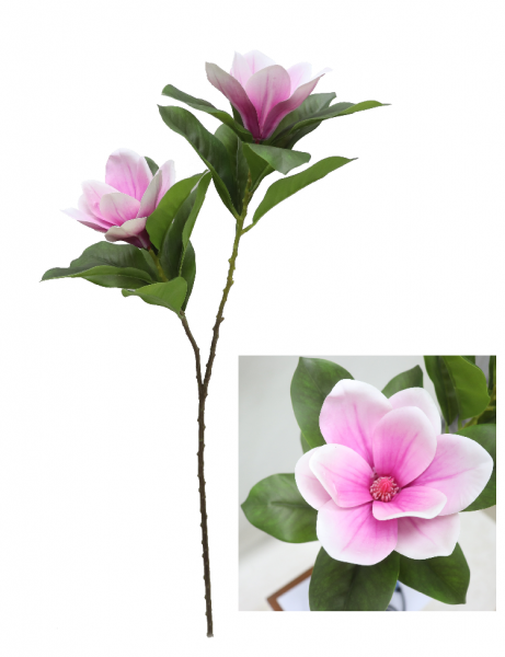 玉兰花语和象征是什么
