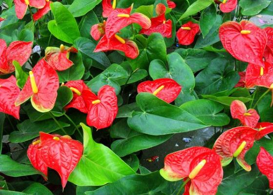 红掌花代表什么意思