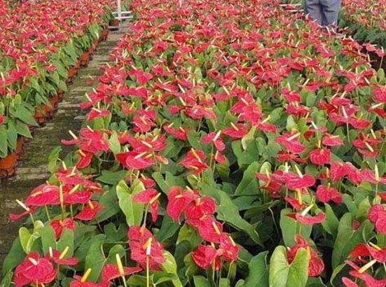 红掌花代表什么意思