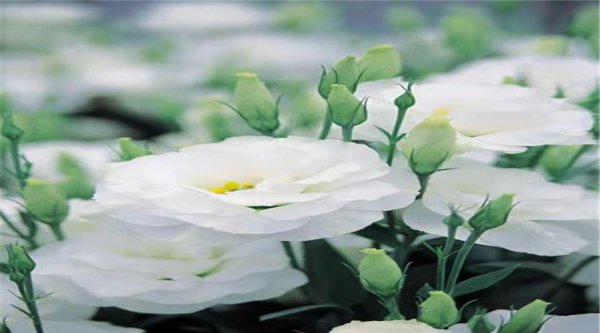 白色桔梗花是什么意思