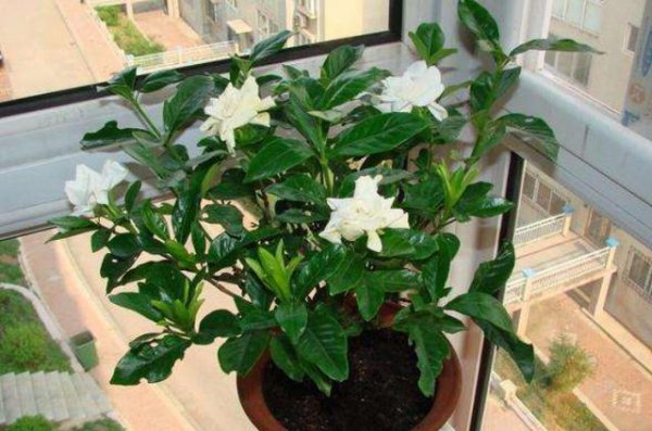 四季开花的栀子花品种有哪些