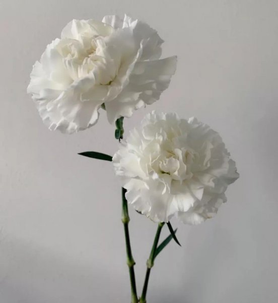 康乃馨花语是什么意思