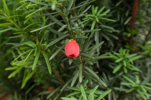 耐寒常绿乔木花卉品种