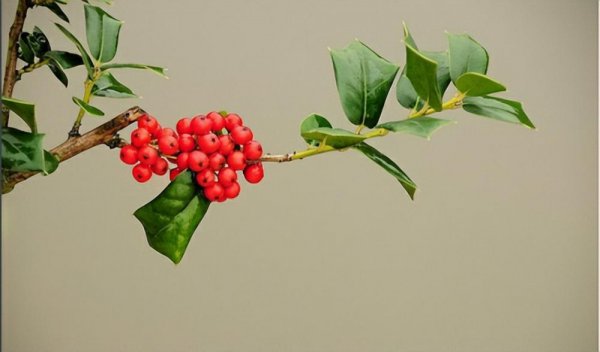 耐寒常绿乔木花卉品种