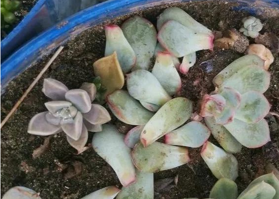 多肉叶片一碰全部掉下来咋回事