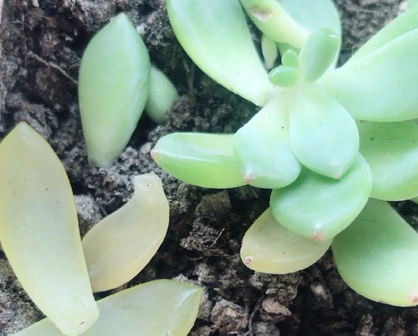 多肉叶片一碰全部掉下来咋回事