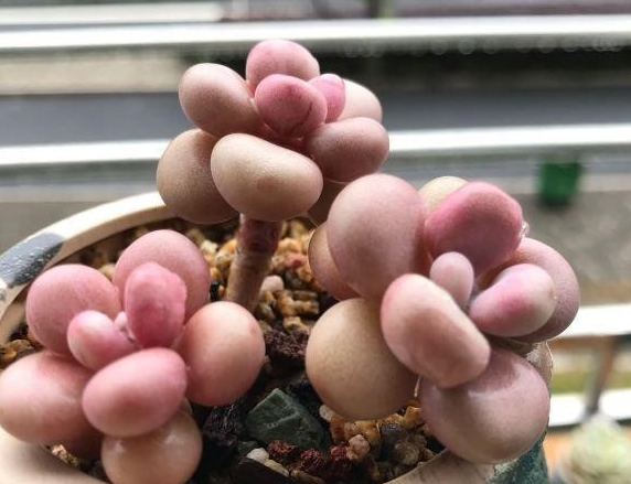 多肉叶片一碰全部掉下来咋回事
