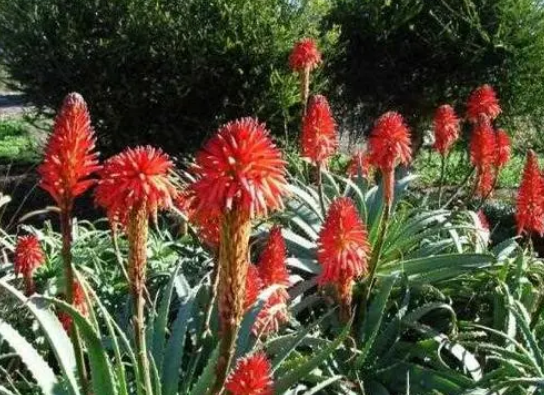 芦荟花象征着什么