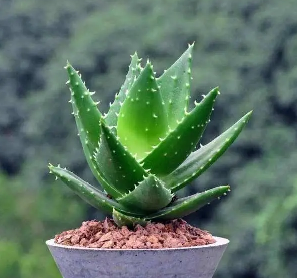 芦荟花象征着什么