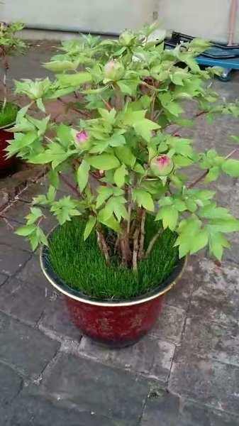 牡丹怎么种植