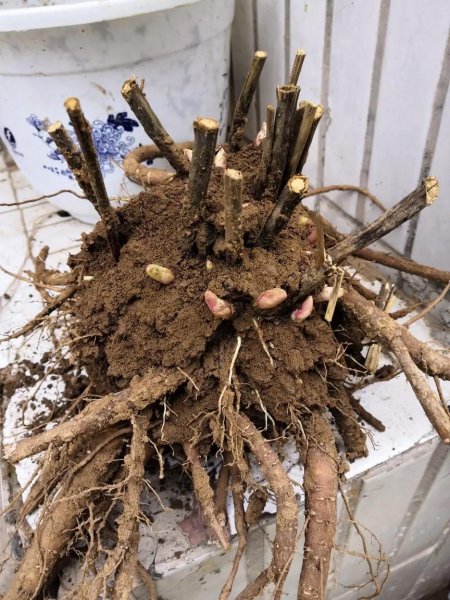 牡丹怎么种植