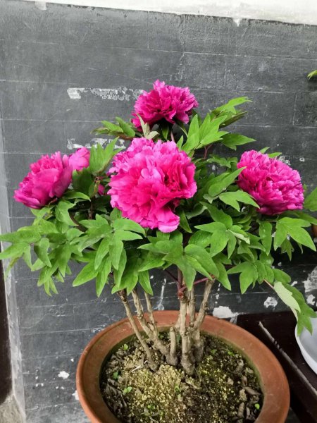 牡丹怎么种植