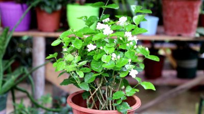 茉莉花怎么养殖 详解盆栽茉莉花养护知识