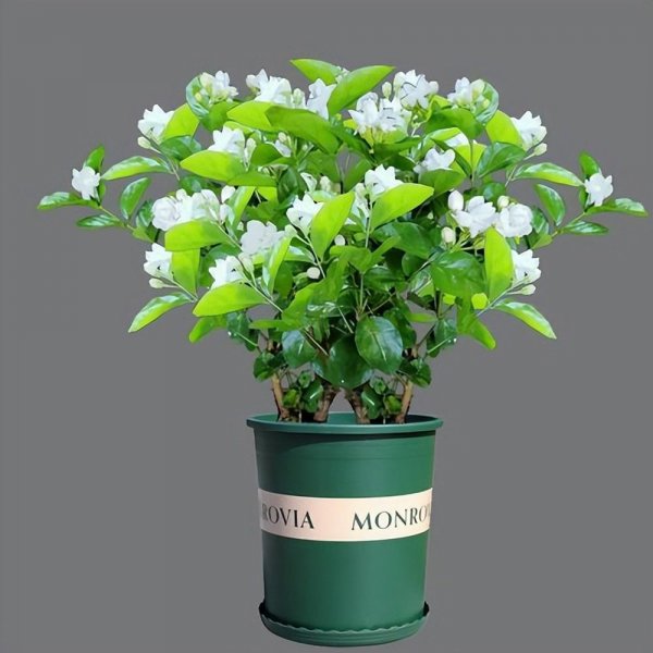茉莉花怎么养殖