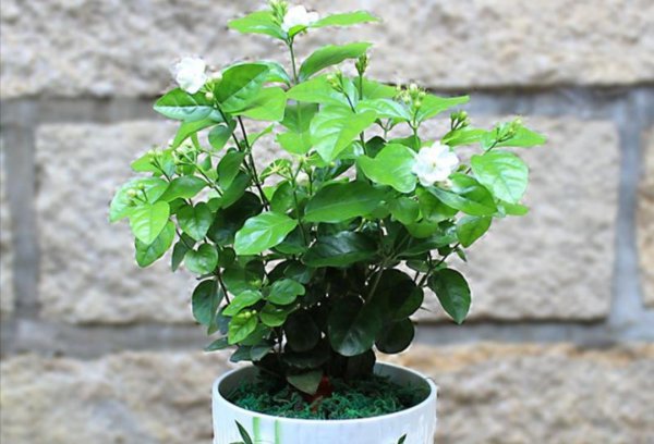 茉莉花怎么养殖
