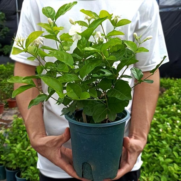 茉莉花怎么养殖
