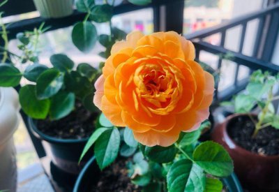 月季有哪些品种 月季花十大经典品种排名