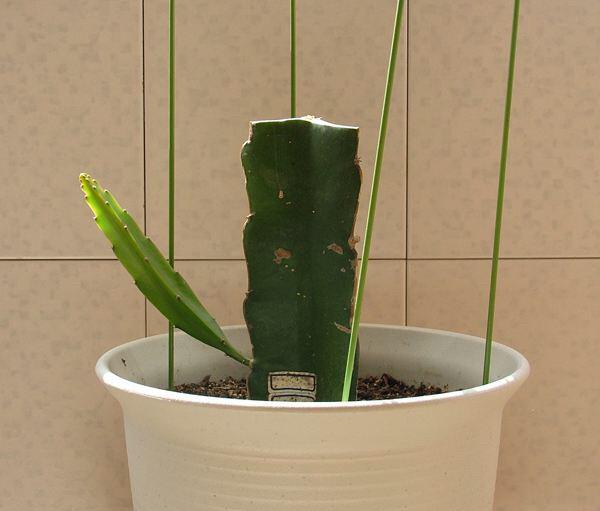 如何种植火龙果