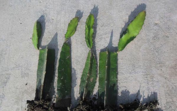 如何种植火龙果