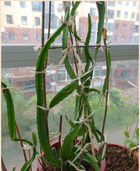 如何种植火龙果