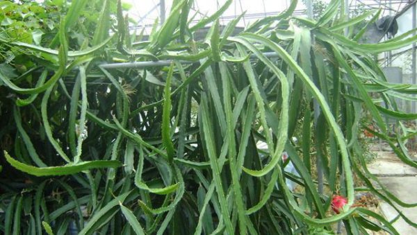 如何种植火龙果