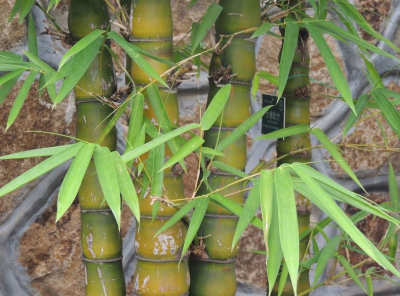 佛肚竹盆景怎么养 盆栽佛肚竹的养殖注意事项
