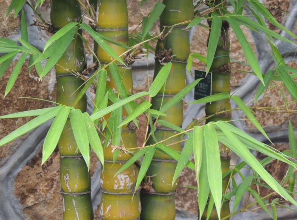 佛肚竹盆景怎么养