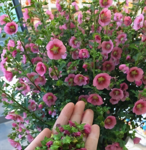 小木槿花怎么养殖方法