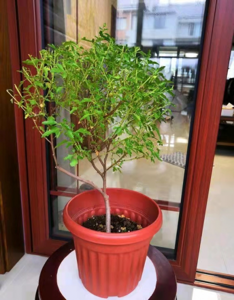 小木槿花怎么养殖方法
