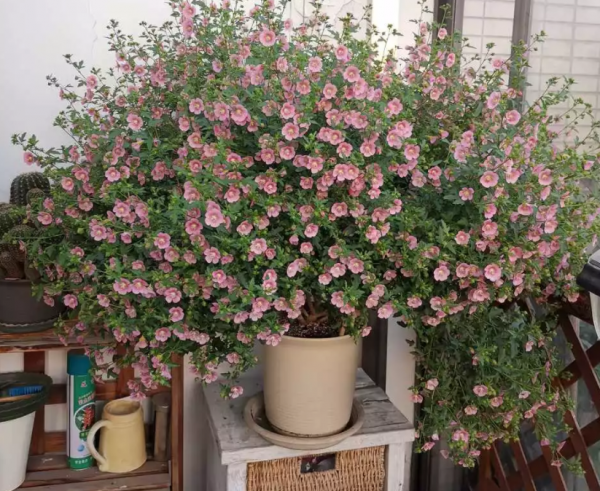 小木槿花怎么养殖方法
