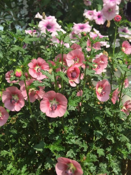 小木槿花怎么养殖方法