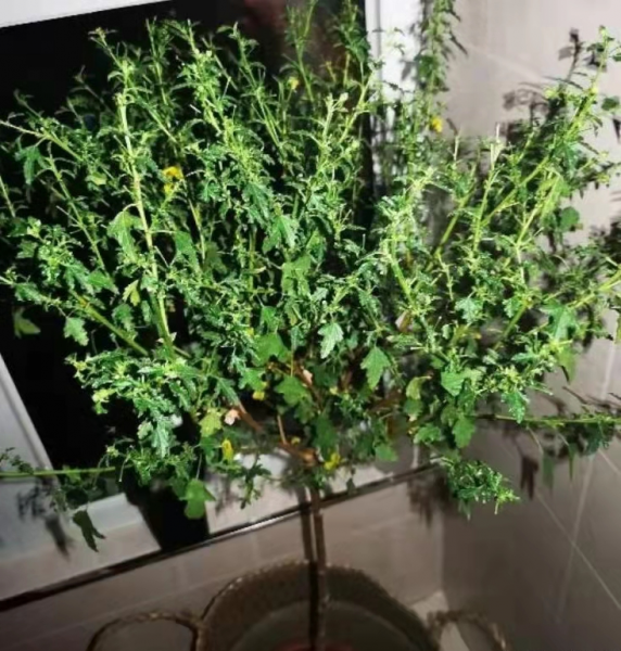 小木槿花怎么养殖方法