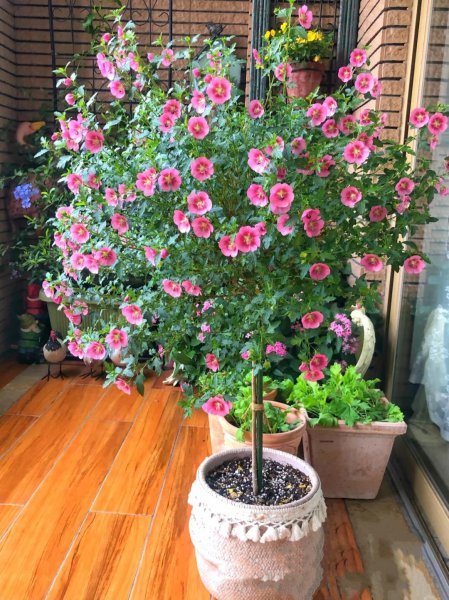 小木槿花怎么养殖方法