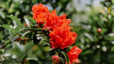 石榴花花语代表什么意思 了解石榴花的象征意义