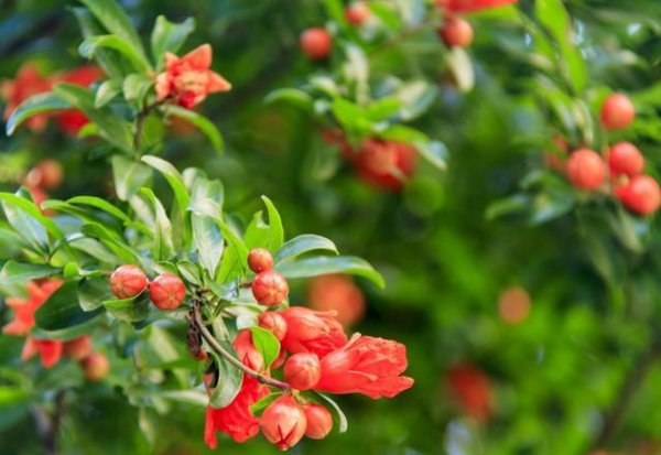 石榴花花语代表什么意思