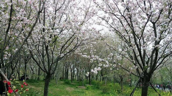 樱花花语是什么意思