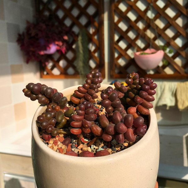 青锁龙属的品种有哪些
