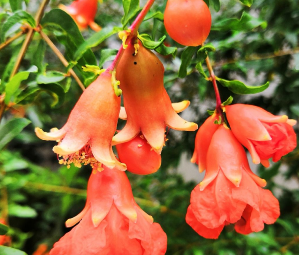 石榴花怎么养