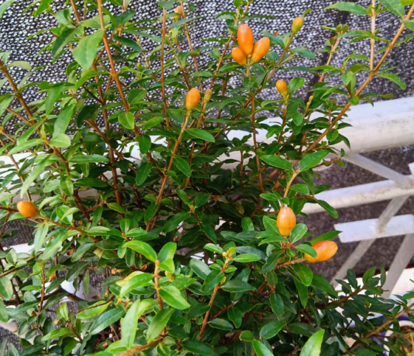 石榴花怎么养