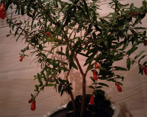 石榴花怎么养