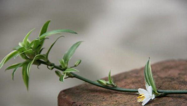 办公室桌面绿植有哪些